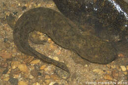 Image of giant salamanders and hellbenders