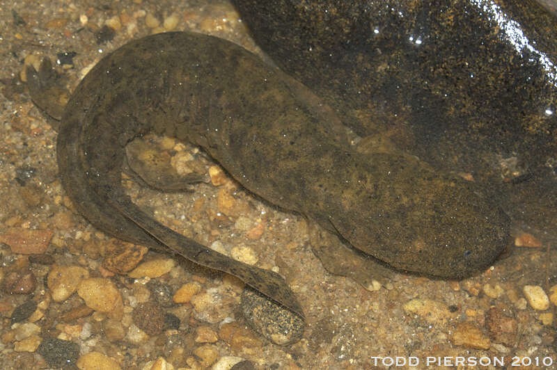 Image of giant salamanders and hellbenders