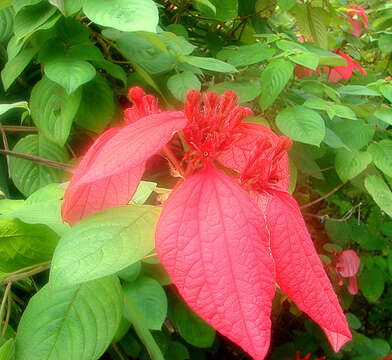 Image of red mussaenda