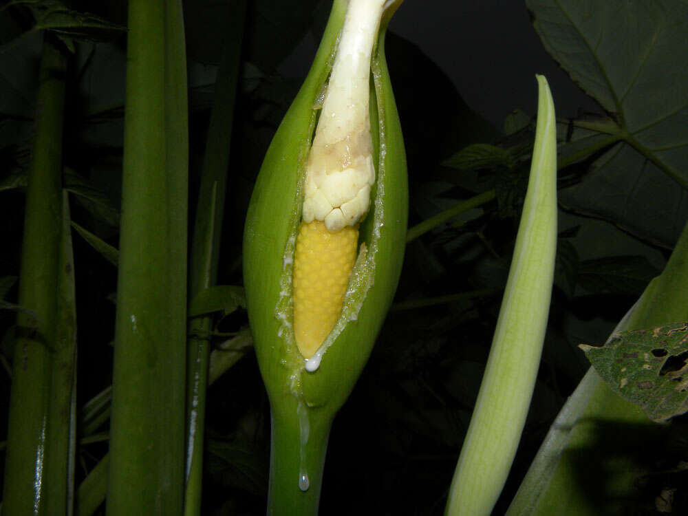 Image of elephant's ear