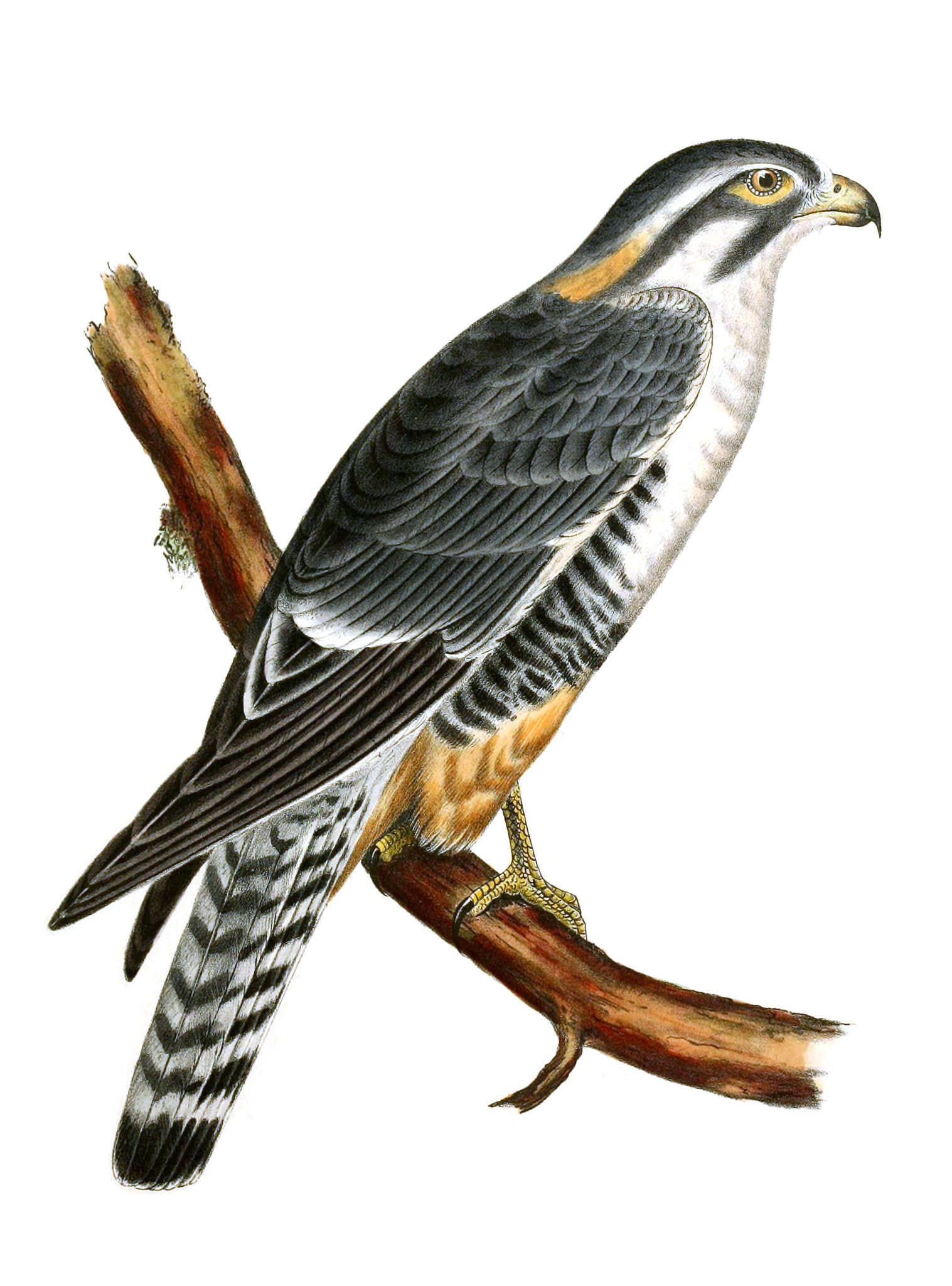 Plancia ëd Falco femoralis Temminck 1822