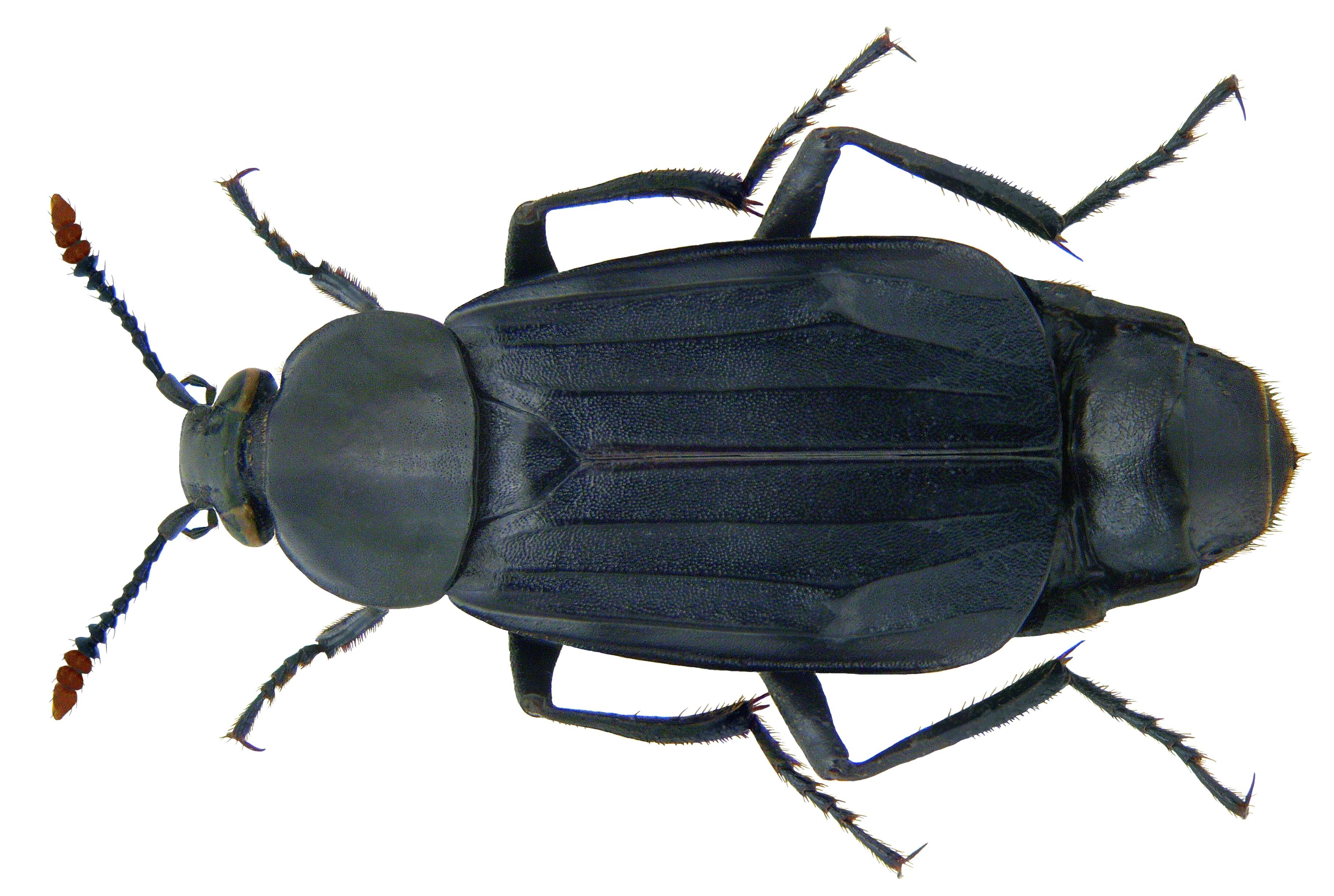 Image of Necrodes littoralis (Linnaeus 1758)