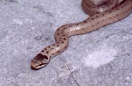 Image of Smooth Snakes