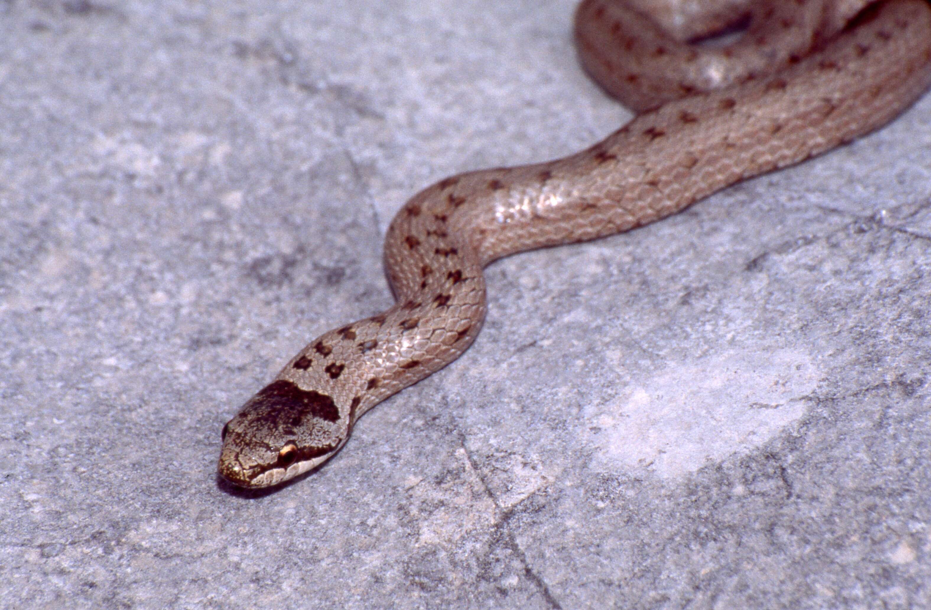 Image of Smooth Snakes