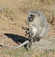 Image of Vervet Monkey