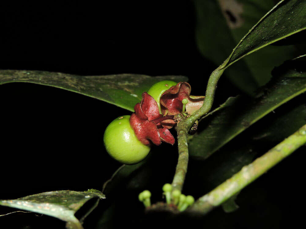 Image of Heisteria concinna Standl.