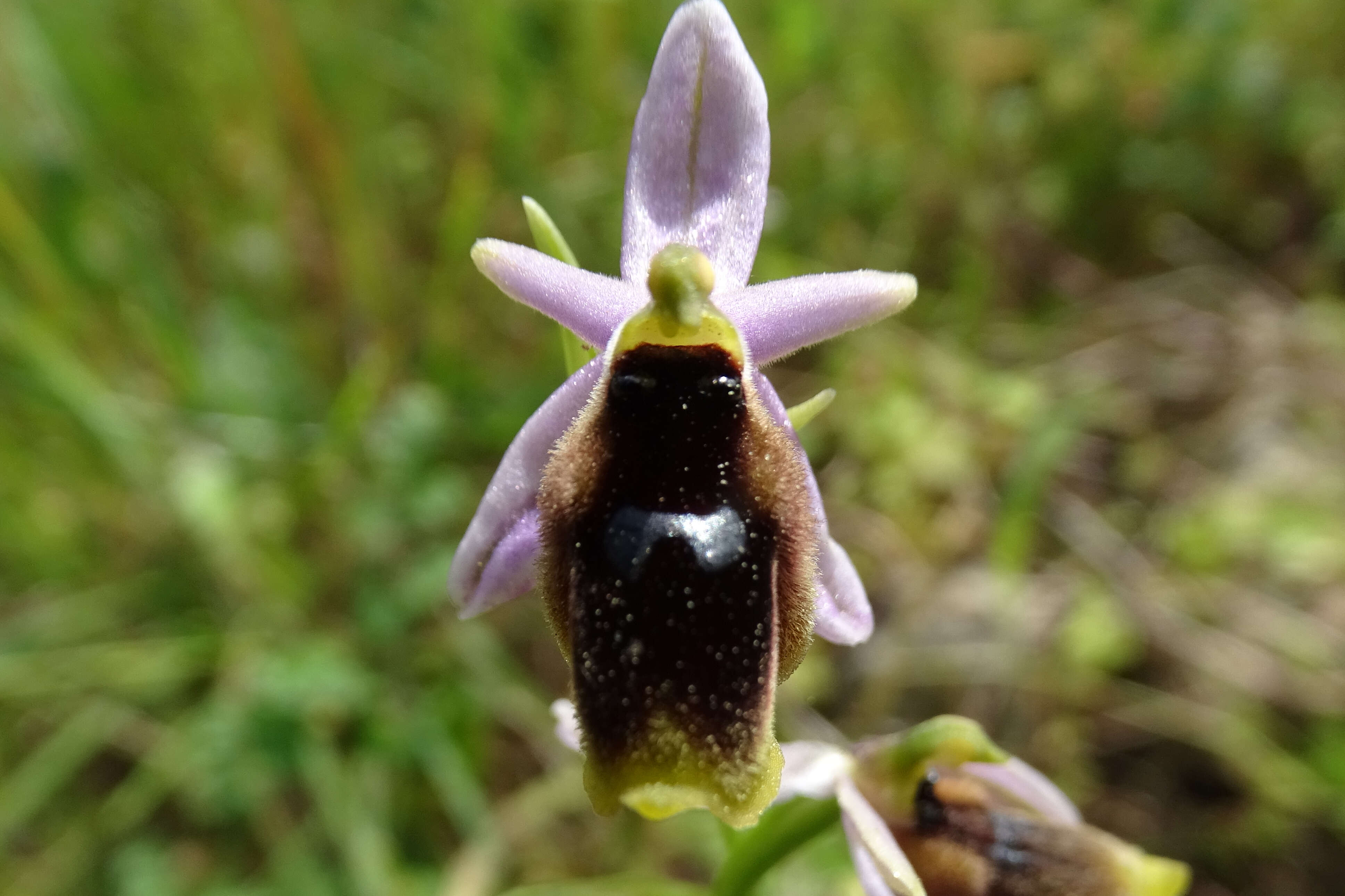 Image of Moon orchid