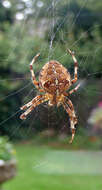 Image of Araneus