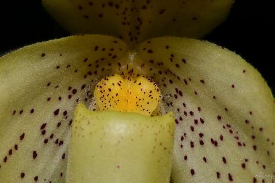 Image of One colored Paphiopedilum