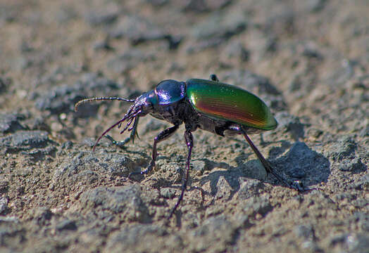 Imagem de Calosoma