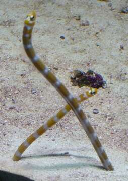 Image of Splendid garden eel