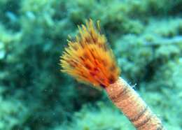 Image of European fan worm