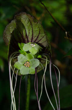 Image of Tacca subflabellata