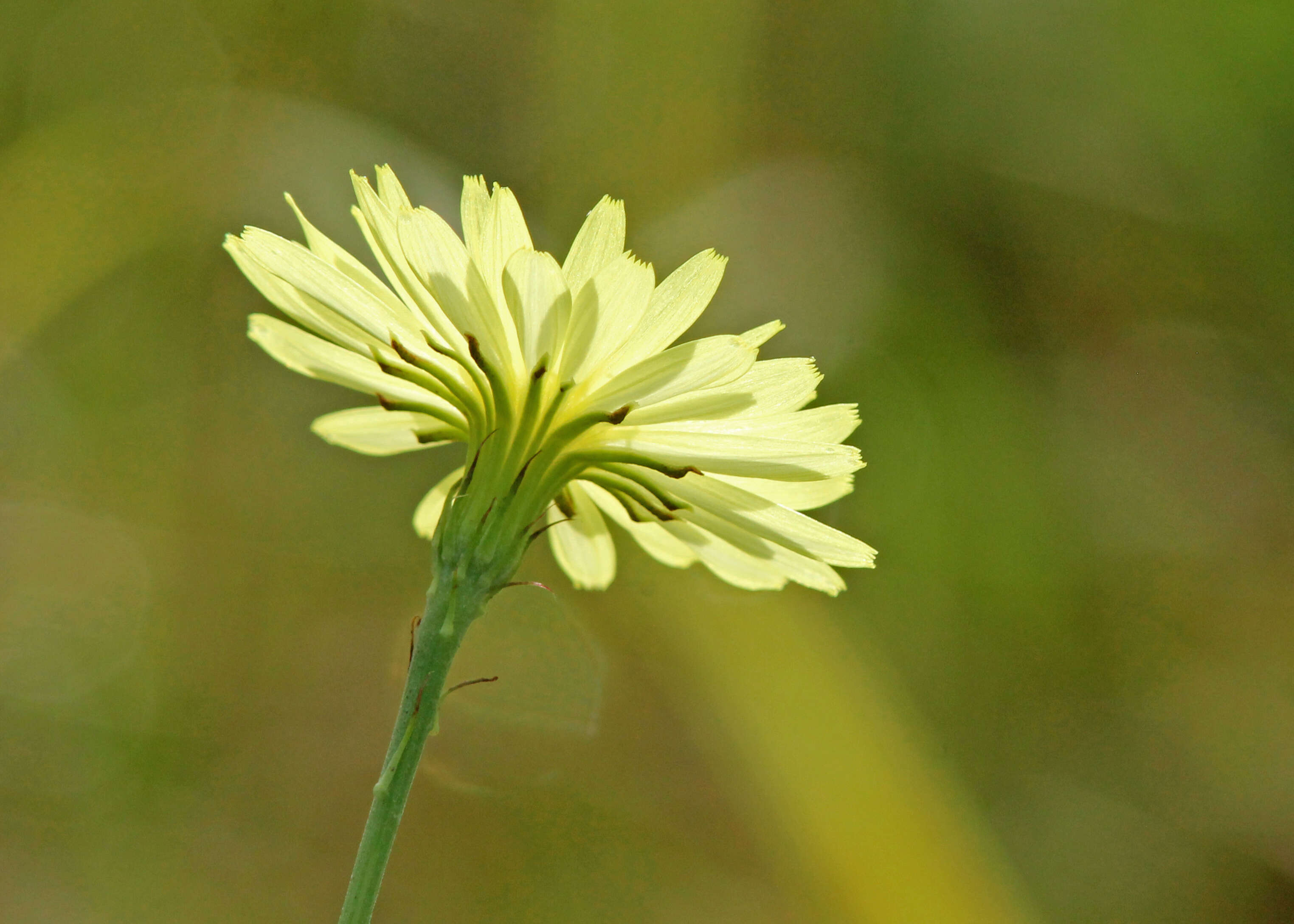 Image of Carolina desert-chicory