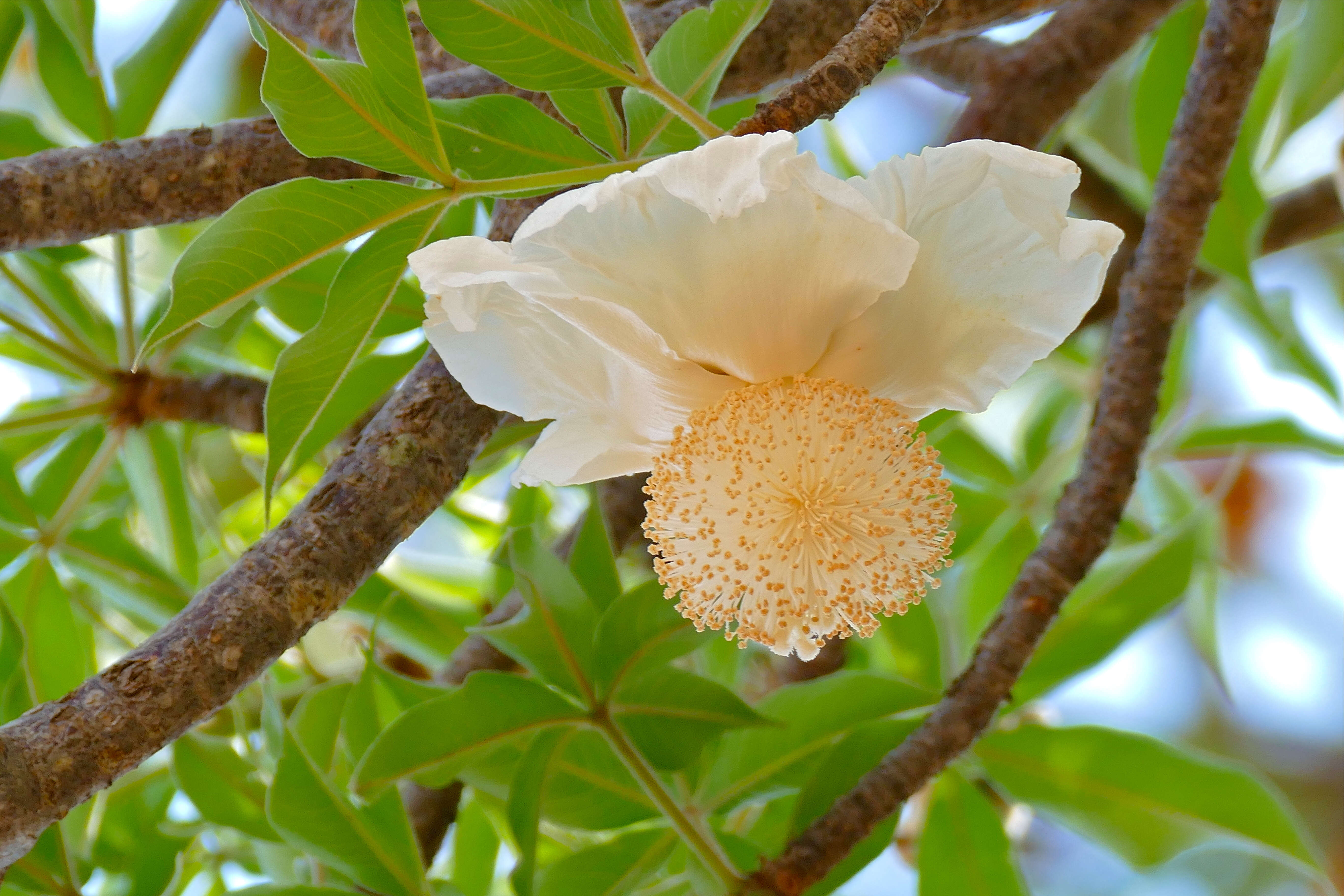 Image of Baobab