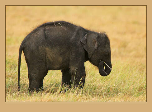 Image of Sri Lankan elephant