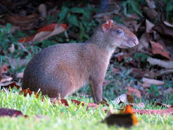 Image of agoutis and pacas