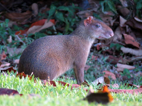 Image de Agouti Ponctué