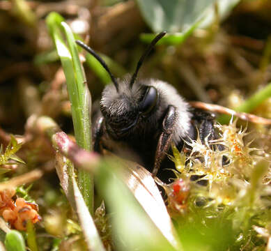 Andrena cineraria (Linnaeus 1758)的圖片