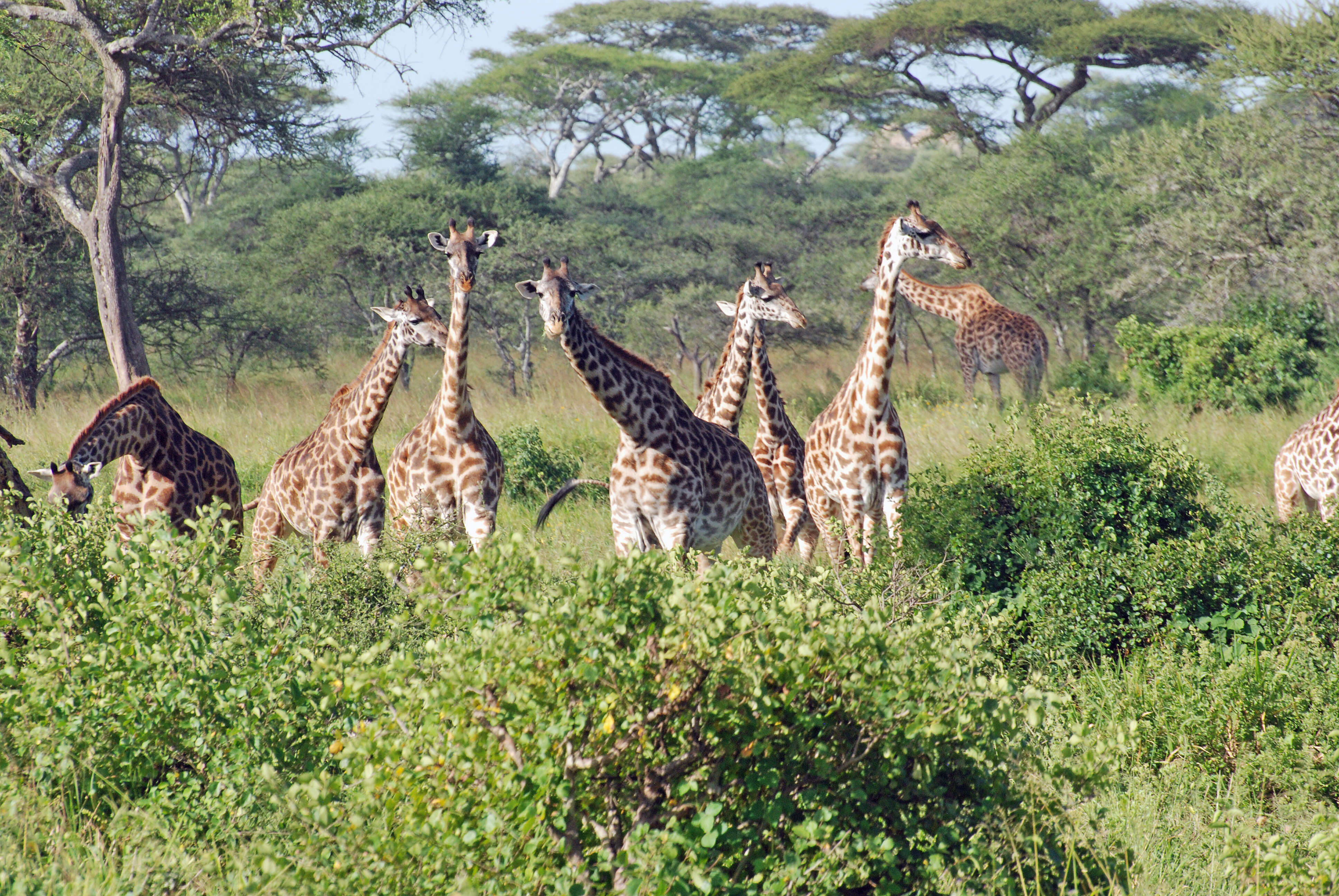 Plancia ëd Giraffa camelopardalis (Linnaeus 1758)