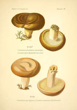 Image of Milk Cap Mushrooms