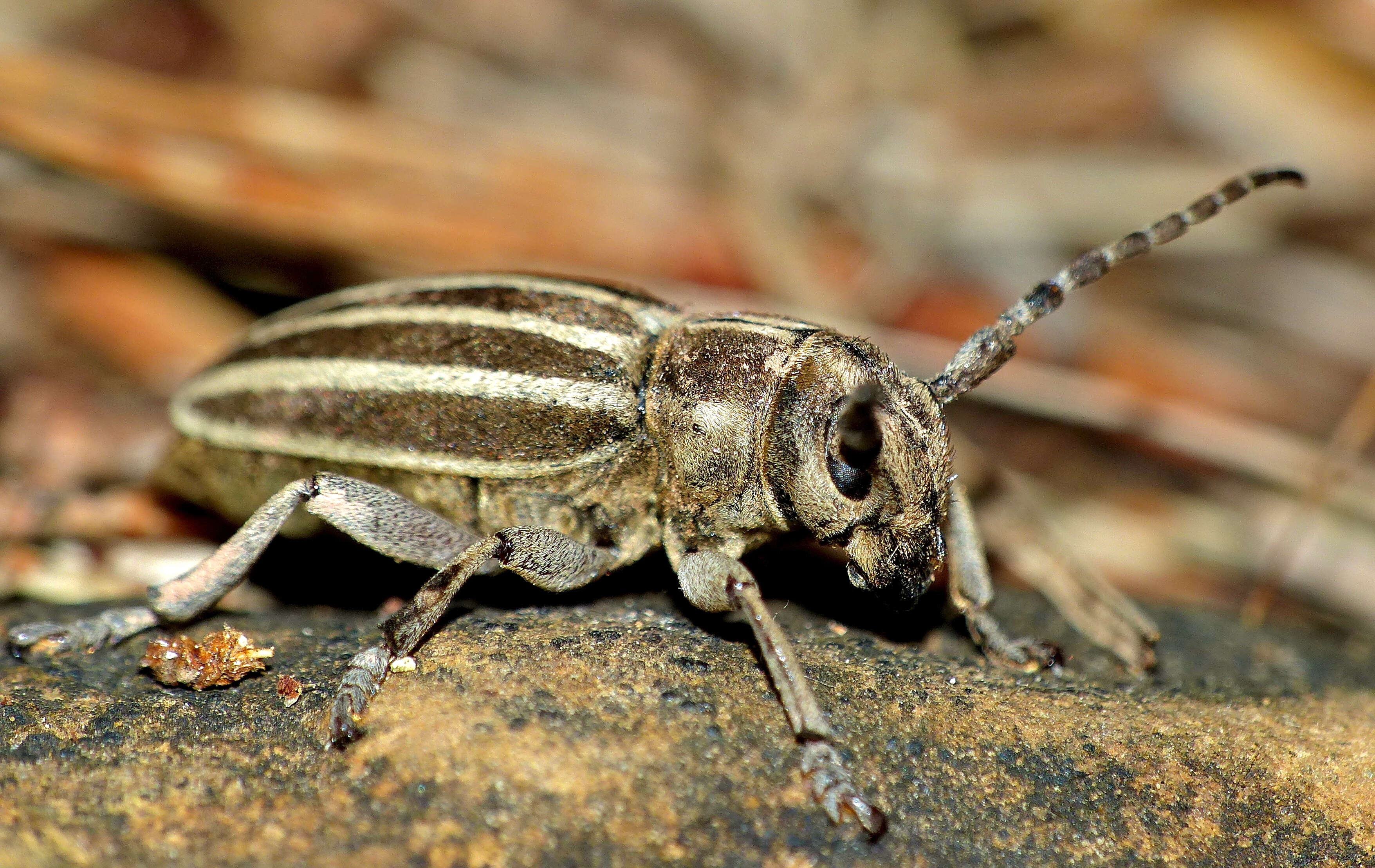 Image of Iberodorcadion