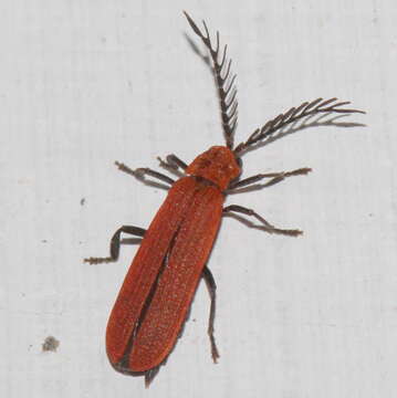 Image of net-winged beetles