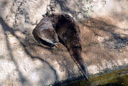 Lutra canadensis sonorae resmi