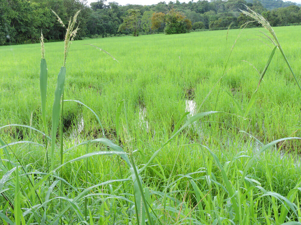 Image of rice