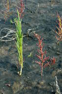 Image of Glasswort