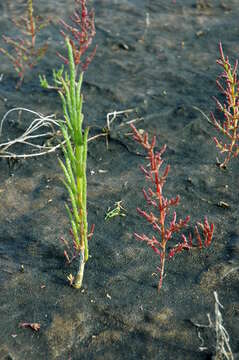 Imagem de Salicornia europaea subsp. brachystachya (G. Mey.) R. Dahmen & R. Wisskirchen