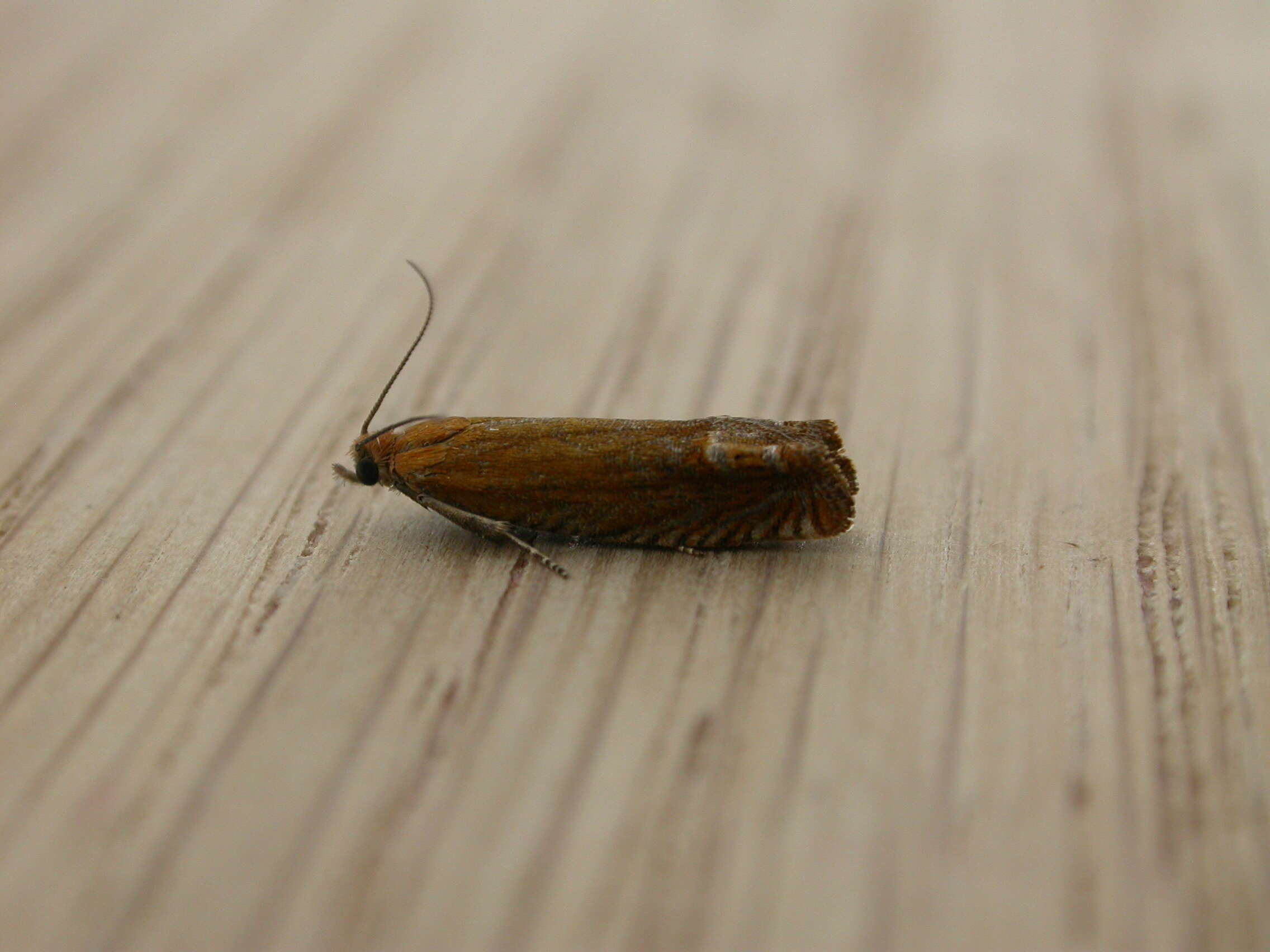 Image of Lathronympha