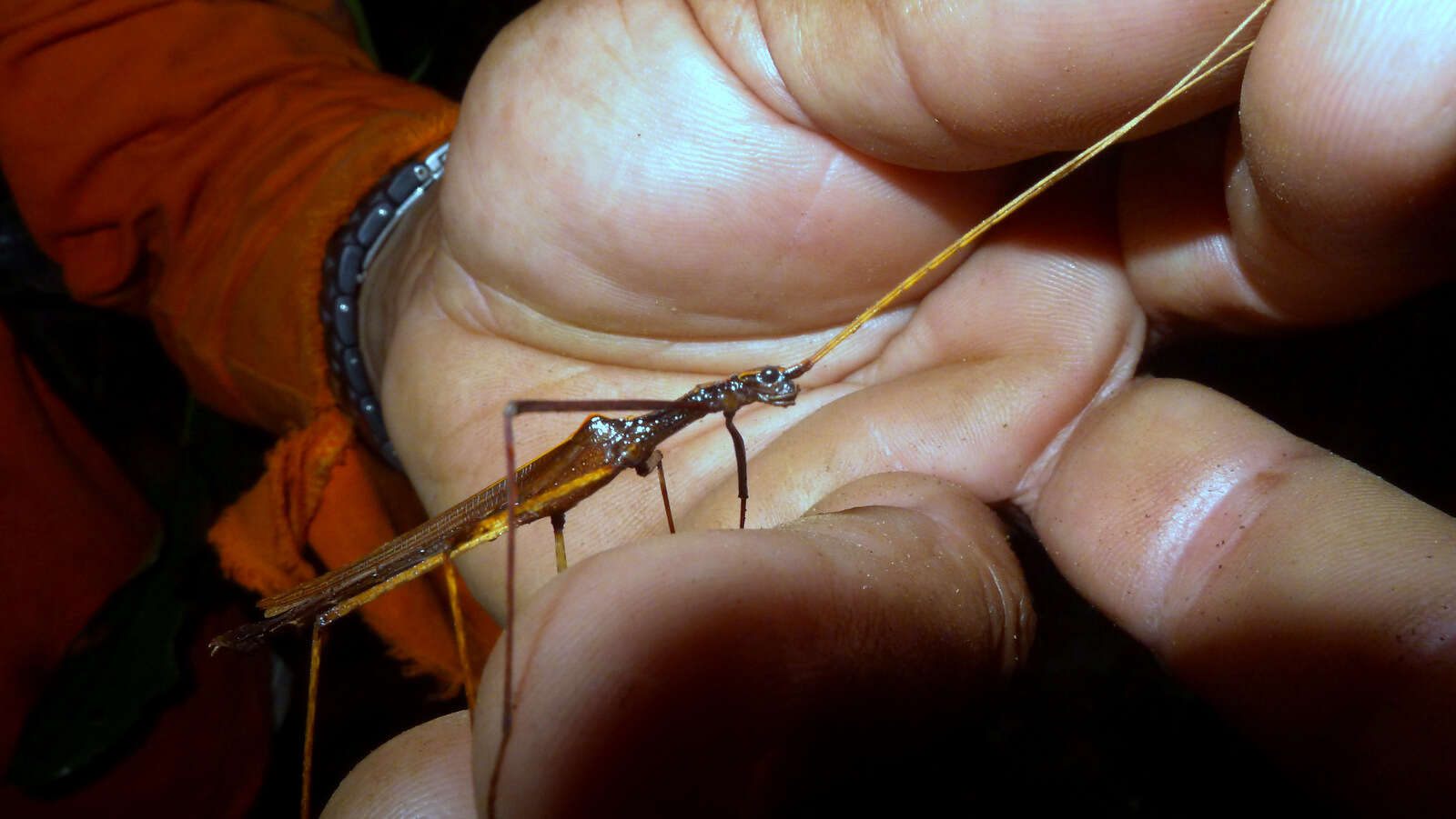 Image of Pseudophasmatoidea