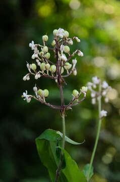 Image de Pollia secundiflora (Blume) Bakh. fil.