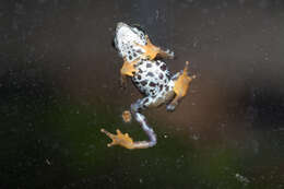 Image of harlequin frogs