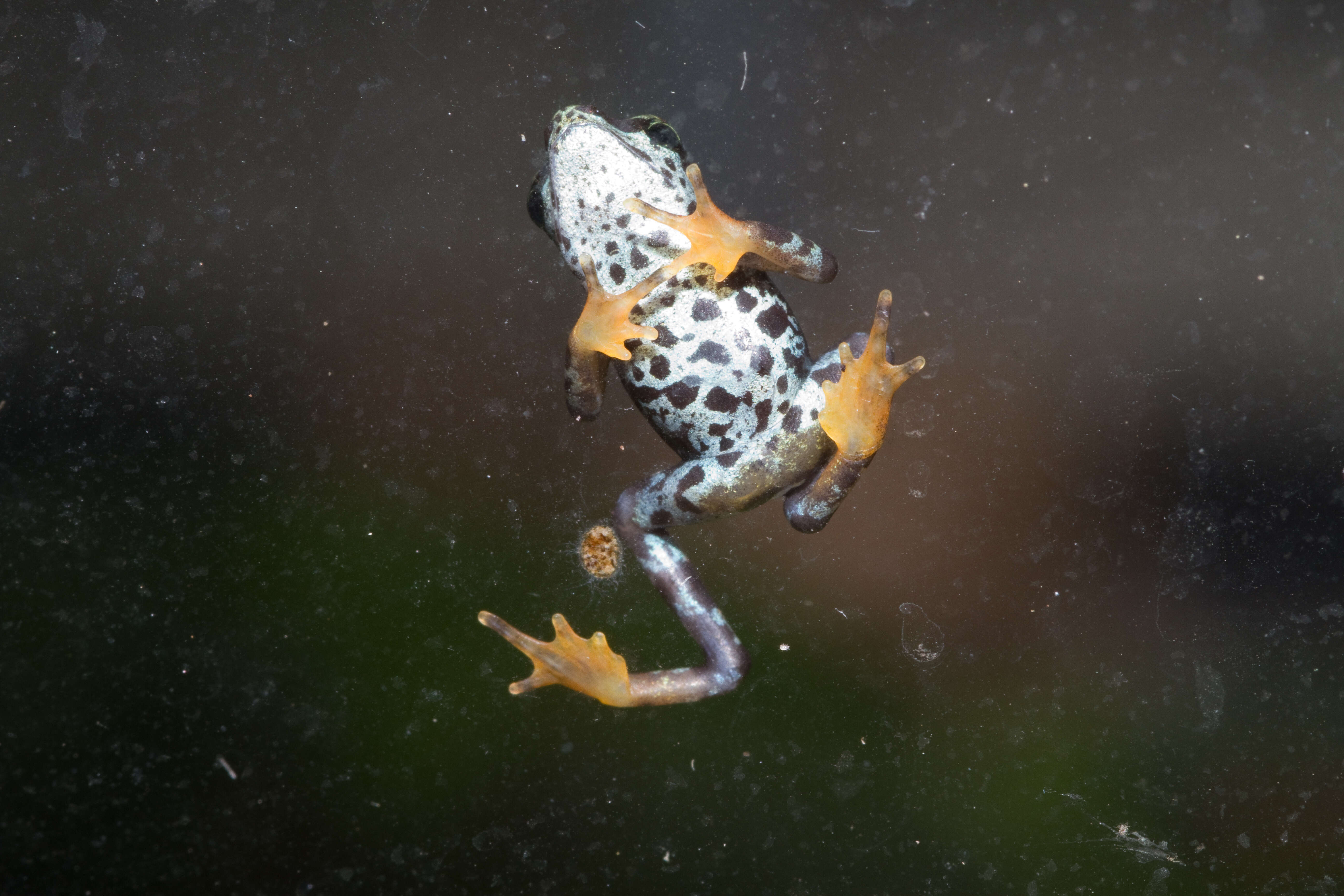 Image of harlequin frogs