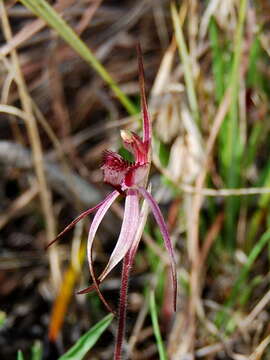 Caladenia caudata Nicholls resmi