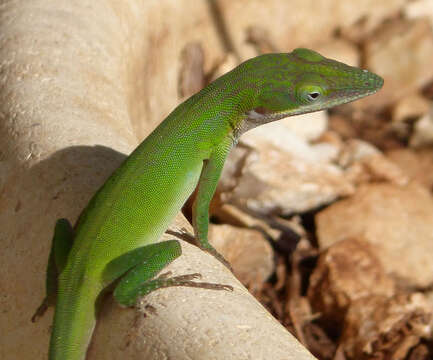 Sivun Anolis porcatus Gray 1840 kuva