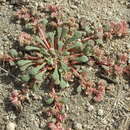 Image of Nevada pussypaws