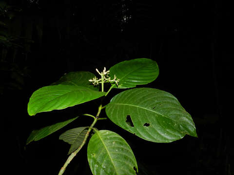 Image of Palicourea hondensis (Standl.) C. M. Taylor