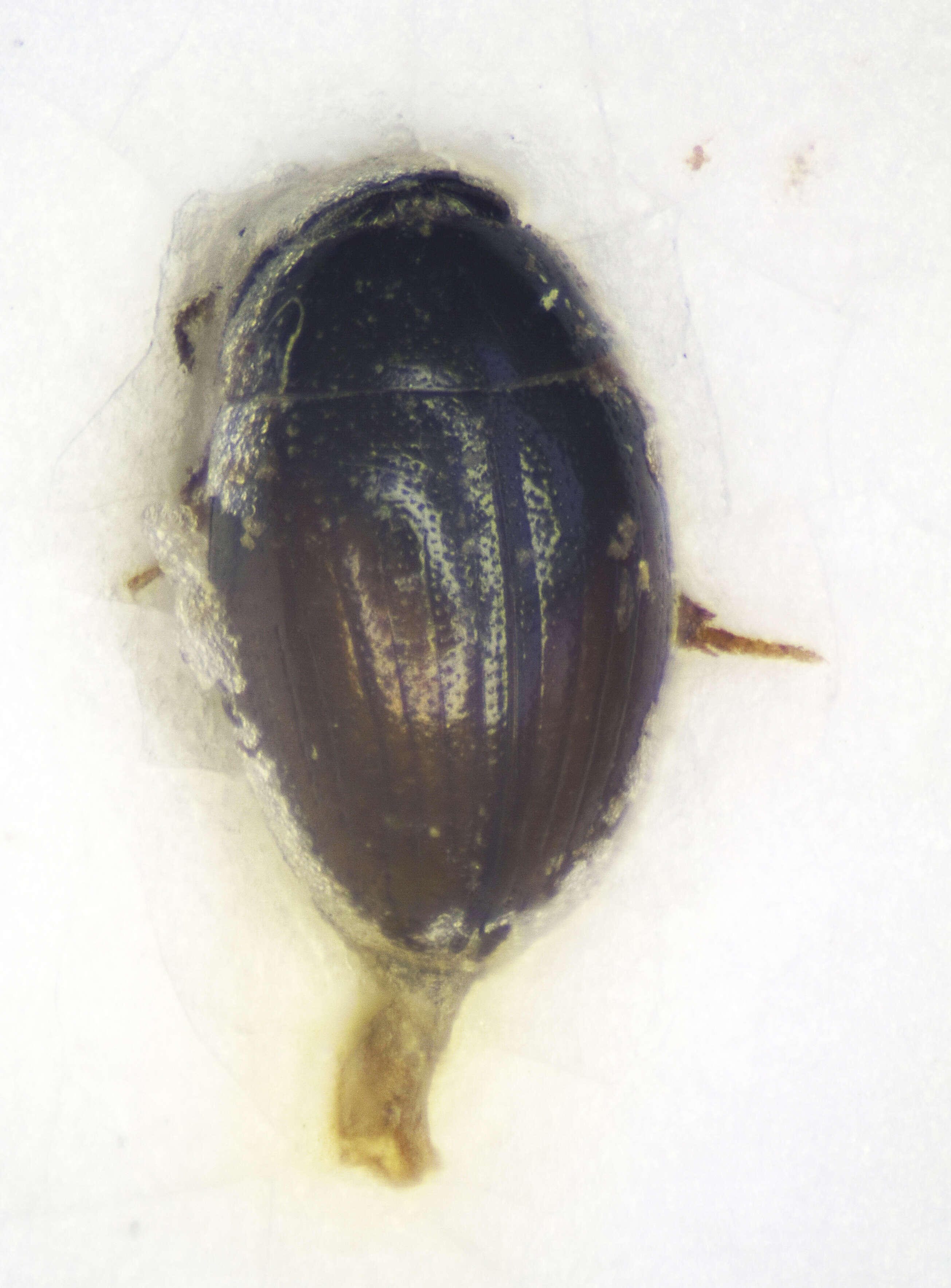 Image of Water scavenger beetle