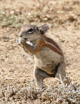 Слика од Xerus subgen. Geosciurus Smith 1834