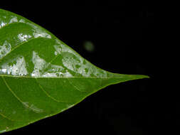 Image de Rustia occidentalis (Benth.) Hemsl.