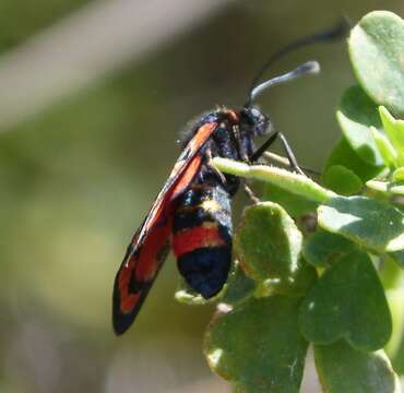 Image of Zygaena fausta Linnaeus 1767