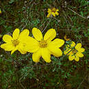 Image of Bidens andicola Kunth