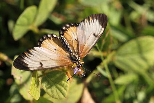 Image of Acraea eponina Cramer 1780