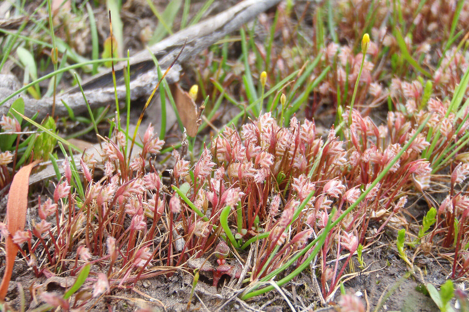 Слика од Aphelia gracilis Sond.