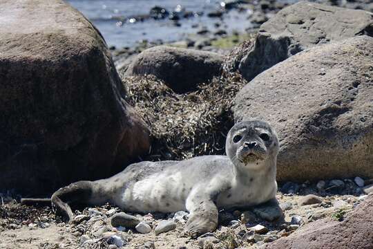 Image of Mediterranean Monk Seal