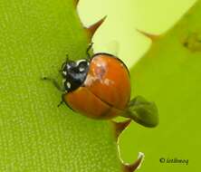 Image of Spotless Lady Beetle