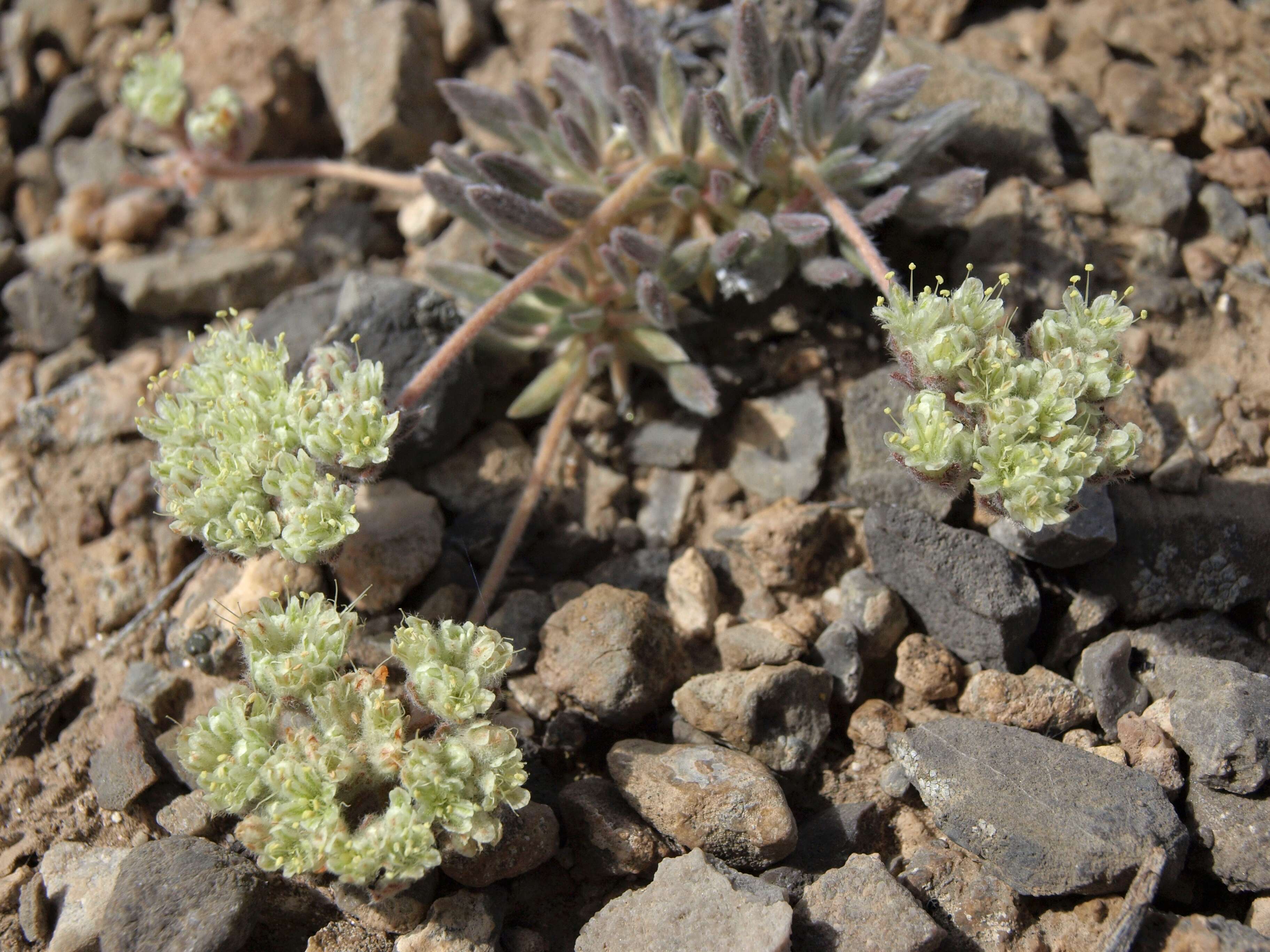 Image of gray buckwheat